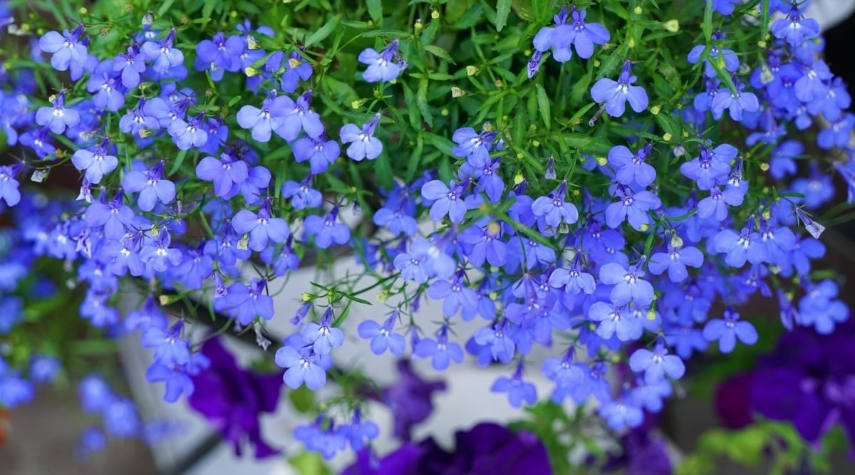 Nụ hoa giống như cá heo con, khi nở lại như đàn bướm bay. Hình ảnh này khiến loài hoa trở nên sống động, gợi niềm vui và sự hứng khởi.