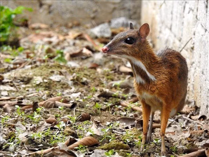 Các cá thể cheo cheo có bộ lông ngắn, mịn, bụng trắng, đuôi ngắn, mặt trên xám giống màu lưng và mặt dưới trắng. Hai chân trước ngắn hơn hai chân sau và mỗi bàn chân có 4 ngón. Ảnh: TTXVN.