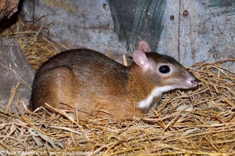 Trước đây, cheo cheo xuất hiện phổ biến tại nhiều vùng rừng núi của Việt Nam, có phạm vi phân bố rộng từ Bắc tới Nam. Tuy nhiên, trong những năm gần đây, loài động vật quý hiếm này khó bắt gặp hơn trong tự nhiên do suy giảm số lượng. Ảnh: Alexander Kantorovich/biolib.cz.