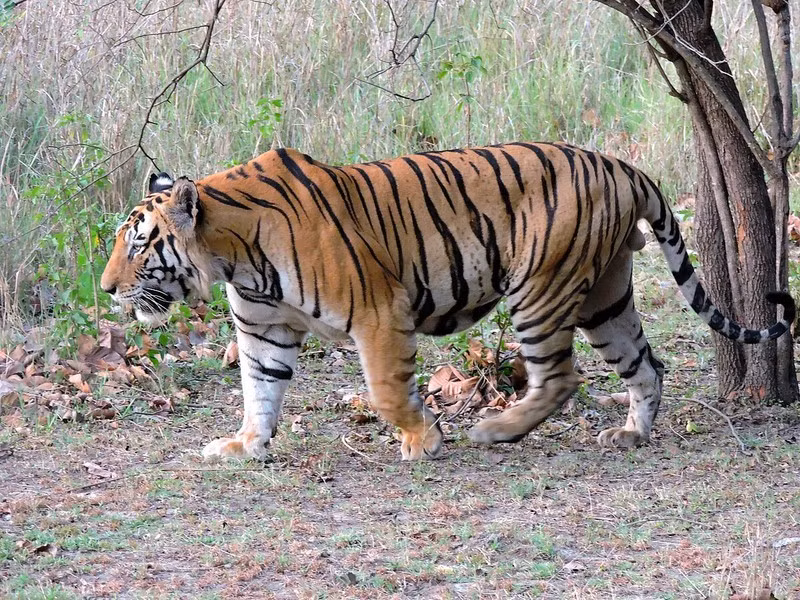 Các nhà nghiên cứu vẫn đang tìm hiểu hành vi ăn thịt đồng loại ở hổ nhưng có bằng chứng cá thể trưởng thành đôi khi ăn thịt con non và con trưởng thành khác.