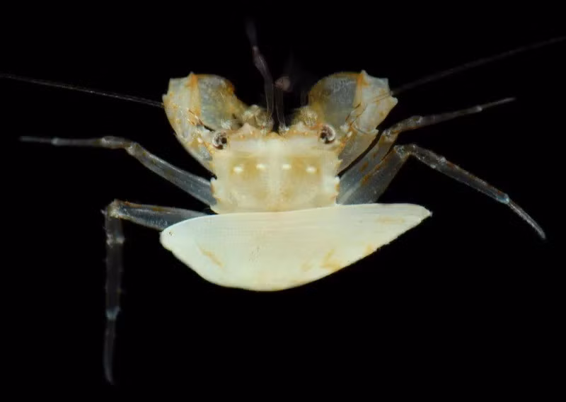 Nhà ngư học Luiz Rocha thuộc CAS và là thành viên của nhóm lặn cho hay việc giải trình tự ADN rất quan trọng trong việc xác định một loài mới vì chúng có cấu trúc di truyền khác biệt so với những loài đã biết. Ảnh: California Academy of Sciences.