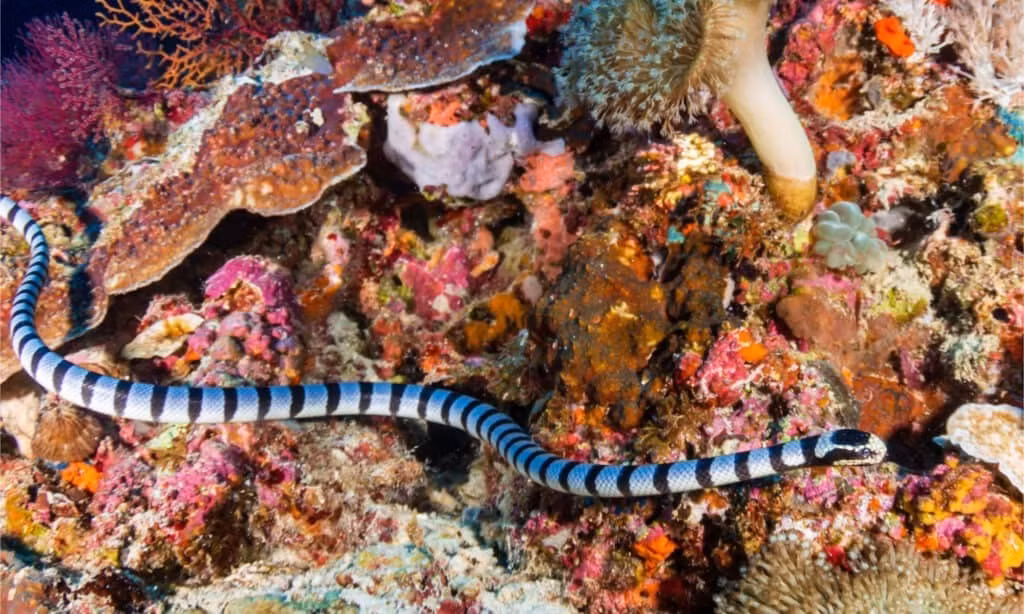 Theo đó, các chuyên gia kỳ vọng sẽ có thể phát hiện và xác nhận sự tồn tại của nhiều loài mới ở môi trường khó tiếp cận tại Thái Bình Dương trong thời gian tới cũng như có thêm thông tin về các rạn san hô, sự đa dạng sinh học. Ảnh: Richard Whitcombe/Shutterstock.com.