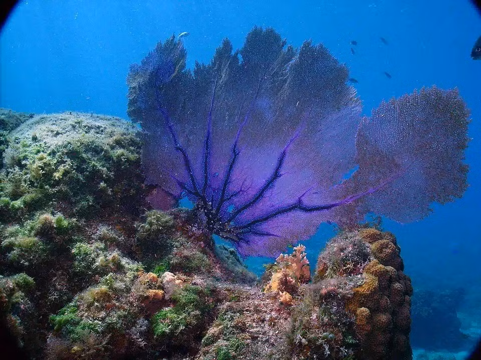 Các ARMS được đặt ở độ sâu hơn 100m bên dưới mặt biển trong khu vực biển sâu ít nhận được ánh sáng ở Thái Bình Dương. Ảnh: Skinned Mink – CC BY-SA 2.0 via Wikimedia Commons.