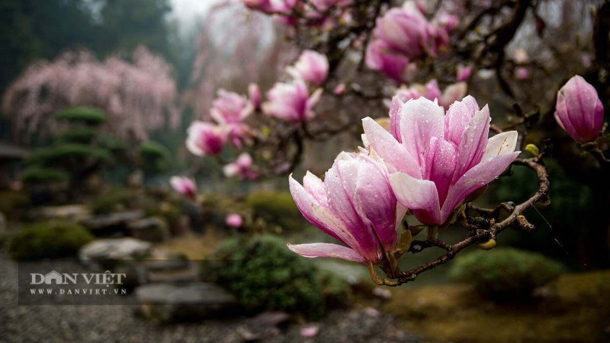 Vẻ đẹp sang trọng chuẩn phong cách sống chậm: Hoa mộc lan (Magnolia) nở sớm vào đầu xuân, phủ kín cành với sắc trắng, hồng, tím hoặc đỏ tía đầy thanh lịch.