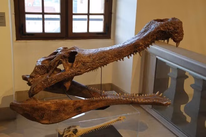 Hậu tố "kassabi" giúp định danh loài nhằm tôn vinh giáo sư Ahmed Kassab của Đại học Assiut, người có những đóng góp cho ngành cổ sinh vật học Ai Cập. Ảnh: ESTELLE R/Shutterstock.