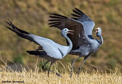 Sếu xanh có màu xanh xám nhạt, nổi tiếng với bộ lông cánh dài màu đen buông xuống mặt đất. Theo dữ liệu, tại vùng Overberg thuộc Western Cape, số lượng sếu xanh đã giảm manhj 44% trong khoảng thời gian từ năm 2011 - 2025. Trước khi suy giảm, một số thống kê cho thấy số lượng sếu xanh đã tăng 261% trong khoảng thời gian từ năm 1994 - 2010 nhờ các nỗ lực bảo tồn. Ảnh: sanbi.org.