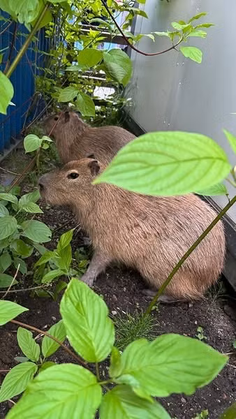 Trên mạng xã hội, cảnh sát thành phố Gdańsk, Ba Lan cho hay đã bắt được 2 "quái thú" đào thoát thành công khỏi một sở thú tư nhân. Ảnh: Straż Miejska w Gdańsku/Facebook.