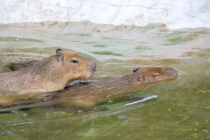 Nếu sống trong môi trường tự nhiên, tuổi thọ tối đa của chuột lang nước capybara có thể lên tới 10 năm. Ảnh: savacations.