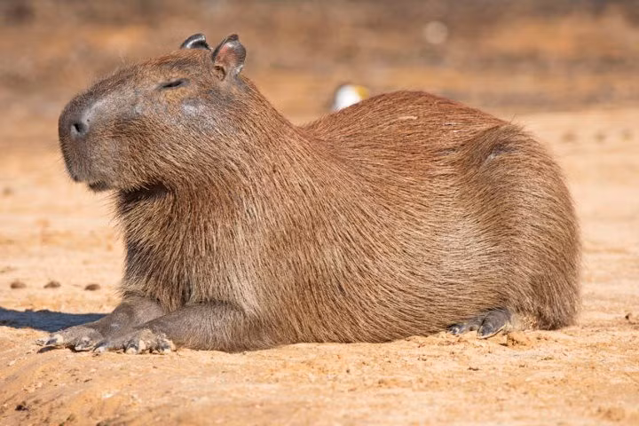 Chuột lang nước capybara là loài đặc hữu ở khu vực Nam Mỹ. Khi trưởng thành, mỗi cá thể có thể cao 60 cm, dài 1,2m và nặng tới 100 kg. Ảnh: savacations.