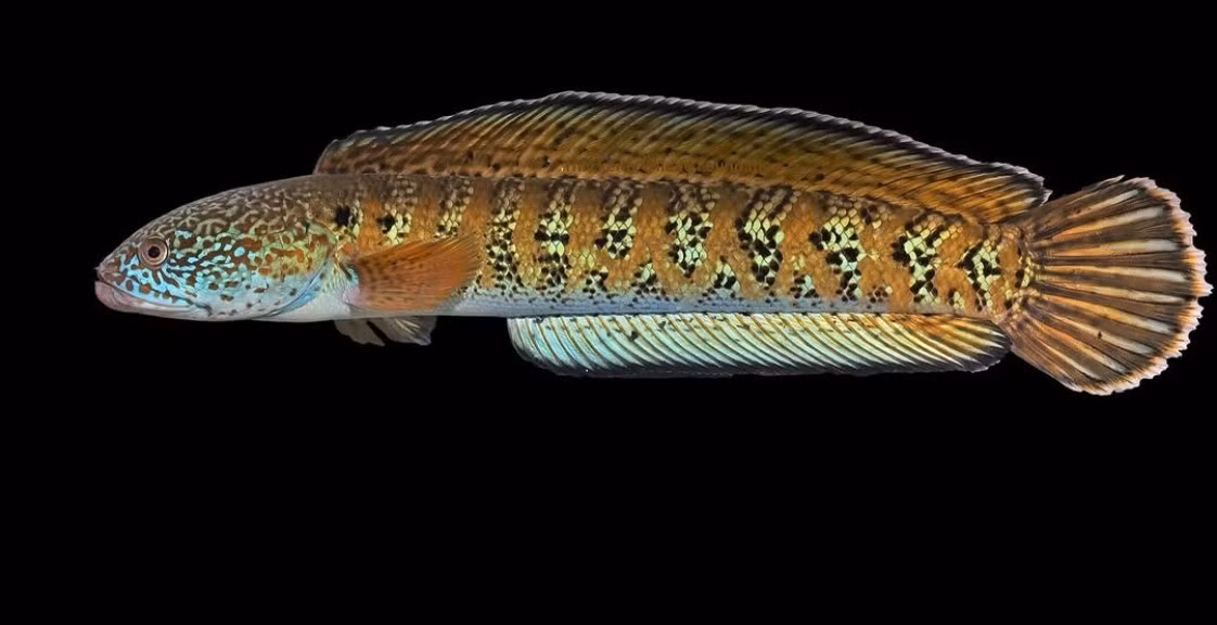 Tháng 2/2025, các nhà nghiên cứu thông báo đã tìm thấy một loài cá quý hiếm được cho là đã tuyệt chủng sau khi không còn được ghi nhận trong hơn 80 năm. Đó là loài cá lóc Chel, hay còn gọi là Channa amphibeus. Các mẫu vật được tìm thấy trên bờ sông Chel ở thị trấn Kalimpong, vùng Tây Bengal. Ảnh: Mạng xã hội Instagram.