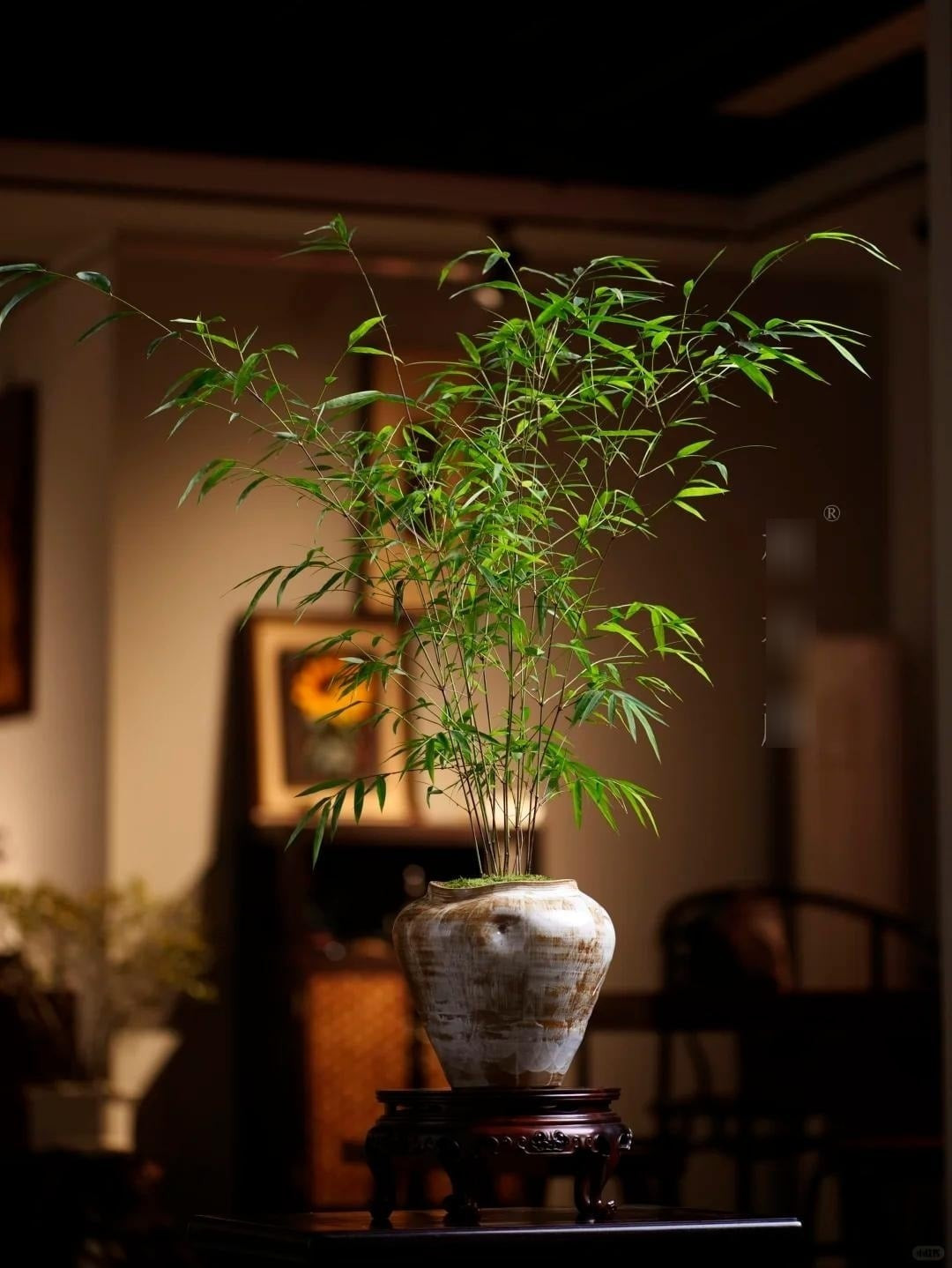 Tre – loài thực vật quen thuộc – gây ấn tượng bởi sức sống bền bỉ và vẻ đẹp giản dị. Dáng cây thanh thoát, xanh mát, mang lại cảm giác tươi mới và tràn đầy năng lượng tự nhiên.