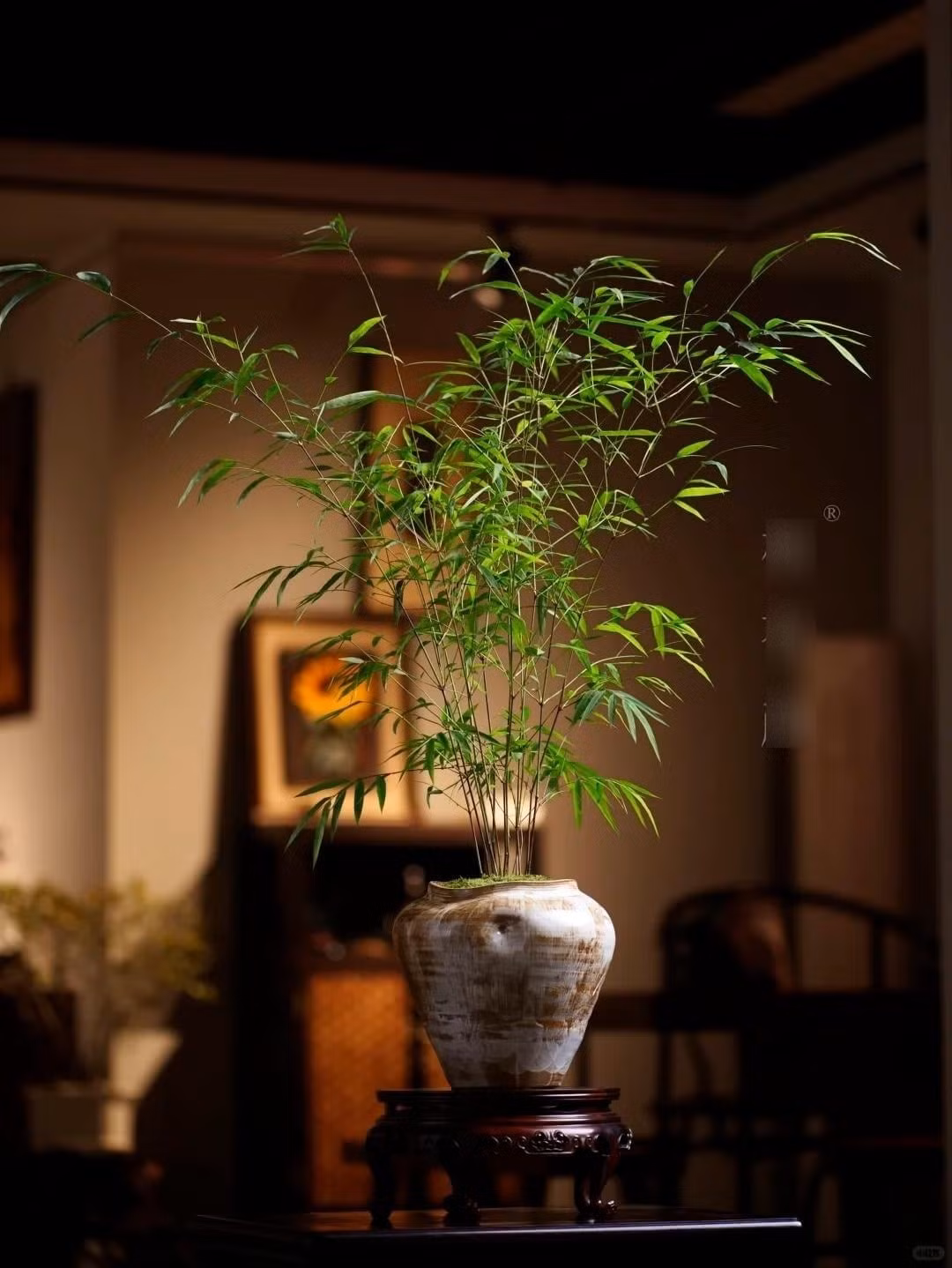 Tre – loài thực vật quen thuộc – gây ấn tượng bởi sức sống bền bỉ và vẻ đẹp giản dị. Dáng cây thanh thoát, xanh mát, mang lại cảm giác tươi mới và tràn đầy năng lượng tự nhiên.