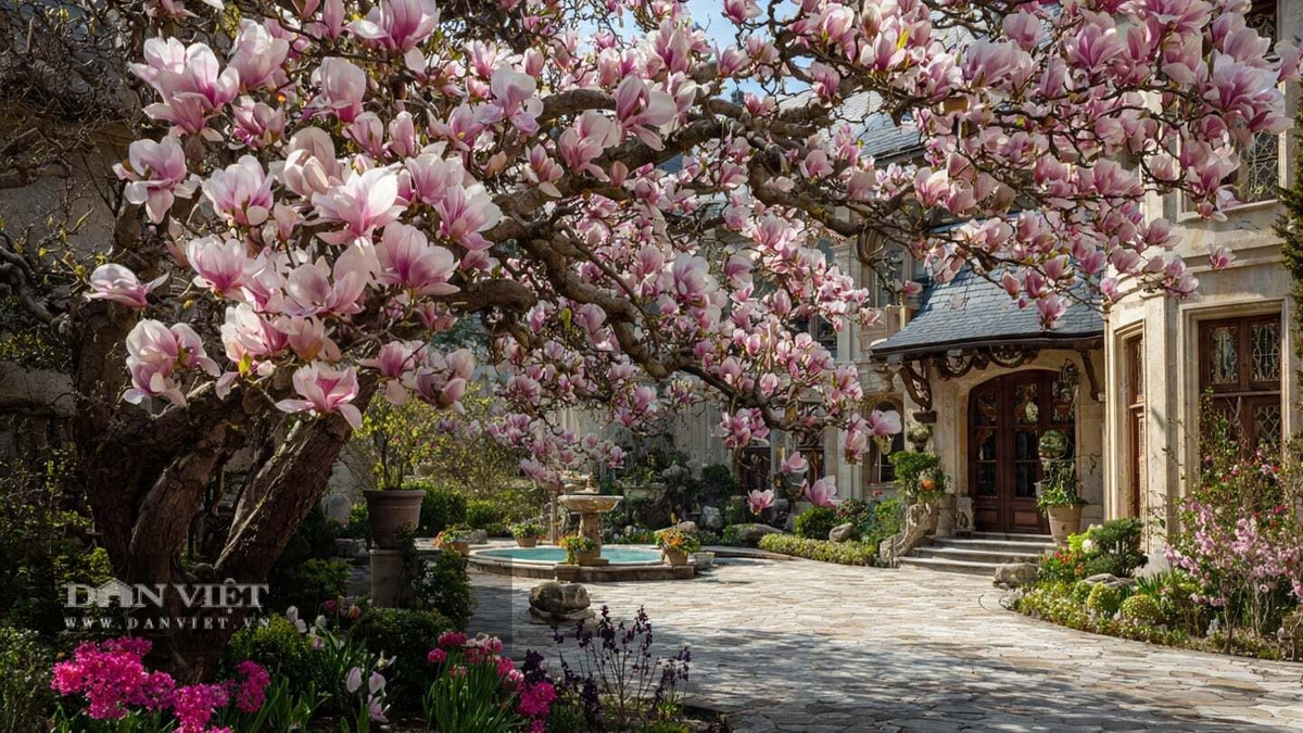 Khoảnh khắc “phá kén” gây mê: Khi nở, hoa mộc lan được ví như cánh bướm mùa xuân bung mình khoe sắc, tinh khôi và mềm mại như mây.