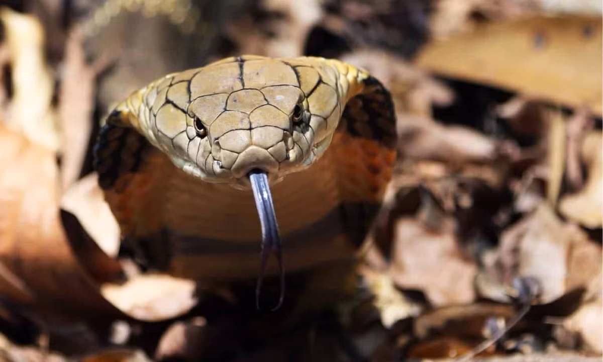 Trong khi đó, rắn hổ mang một mắt kính (Naja kaouthia) là loài rắn nổi bật với hình tròn giống “mắt kính” sau cổ. Đây là loài phân bố chủ yếu ở Nam Á và Đông Nam Á. Chúng thường phân bố ở vùng đất thấp, đầm lầy, ruộng lúa. Ảnh: Suresh Suryasree/Shutterstock.com.