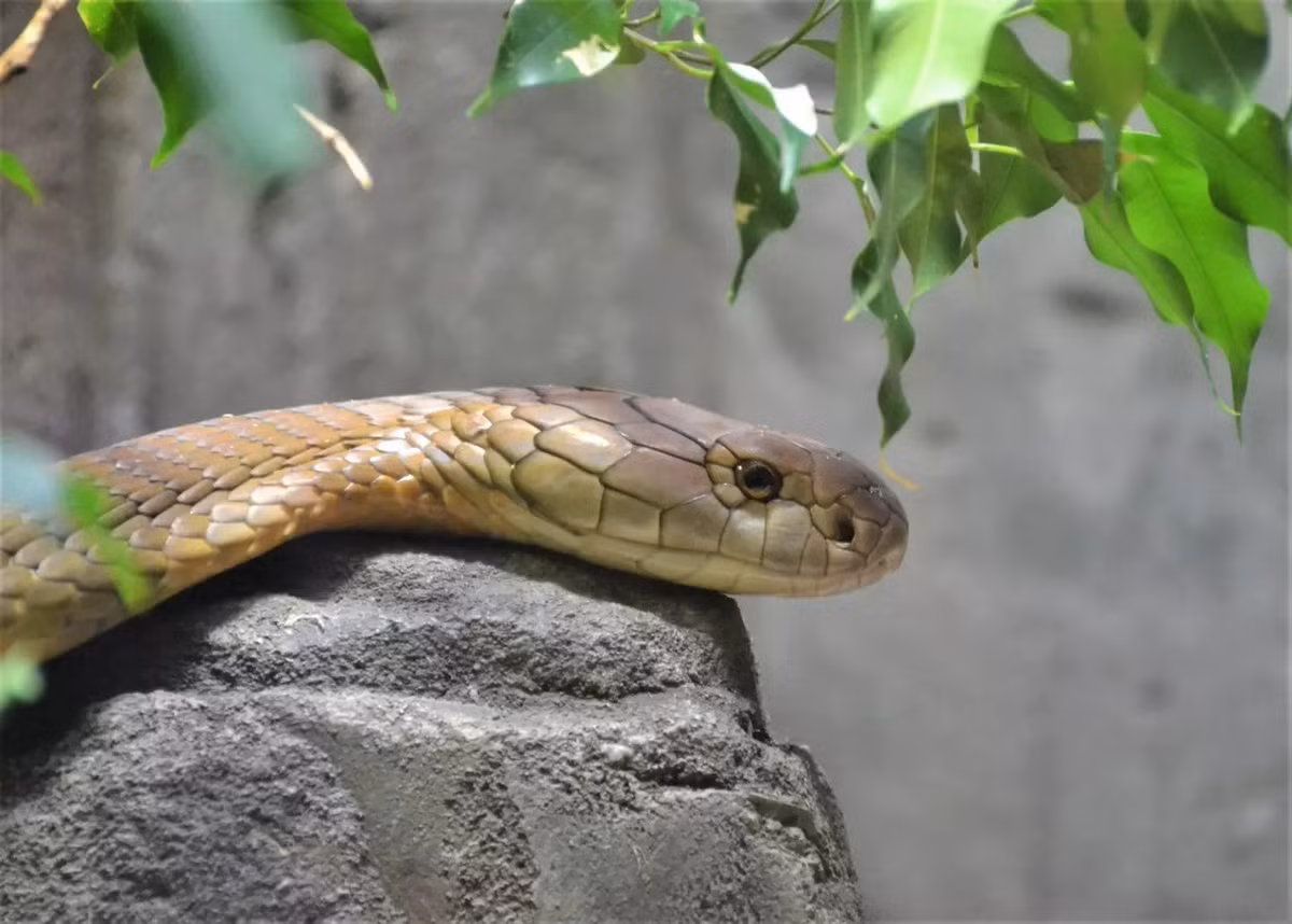 Nghiên cứu của các chuyên gia chỉ ra rằng nhiệt độ tại các vùng đồi và núi ở Nepal đang tăng trung bình 0,05 độ C mỗi năm, nhanh hơn nhiều so với khu vực đồng bằng Terai. Ảnh: Charlotte Ellis.