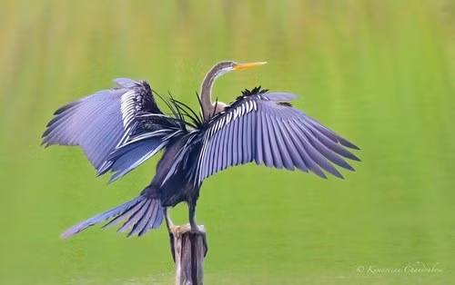 Chim cổ rắn được đặt tên theo hình dáng cổ dài và mảnh dẻ giống như con rắn. Khi bơi, phần thân của chúng chìm dưới nước và chỉ để lộ chiếc cổ dài lên trên mặt nước nên nhìn khá giống con rắn. Ảnh: Kumaresan Chandrabose.
