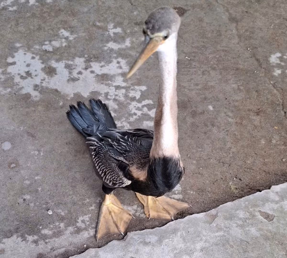 Ngay sau khi bắt được con lạ, bà Hoa cho rằng đó có thể là loài chim quý hiếm nên đã trình báo và giao nộp cho chính quyền địa phương. Ảnh: baodongthap.vn.