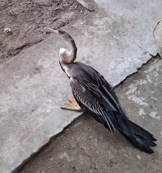 Vào ngày 26/11, UBND xã Long Tiên, tỉnh Đồng Tháp tiếp nhận một cá thể "chim lạ" do bà Trần Thị Hoa (sinh năm 1957 thường trú tổ 2, ấp 16, xã Long Tiên) giao nộp. Trước đó, ngày 25/11, bà Hoa bất ngờ phát hiện con chim nặng khoảng 1,5 kg trong lúc ra thăm vườn. Ảnh: VOV.