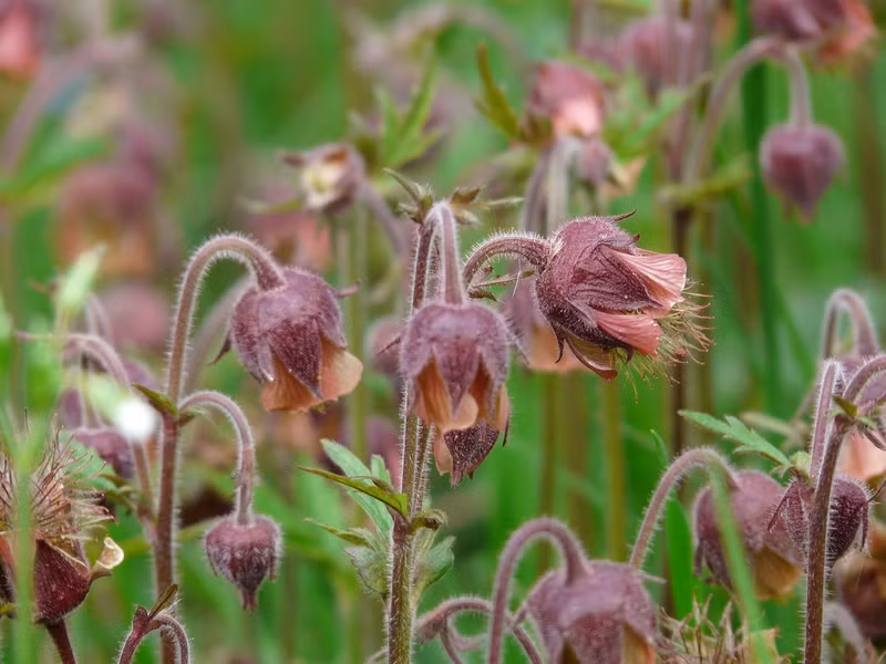 Thủy dương mai đài tím (Geum rivale) cao 60 cm, phân bố ở châu Âu, Tiểu Á và Bắc Mỹ. Loài cây lưu niên có lông tơ này sinh trường ở các vùng ẩm thấp. Quả của chúng có lông móc bám vào động vật để phát tán.