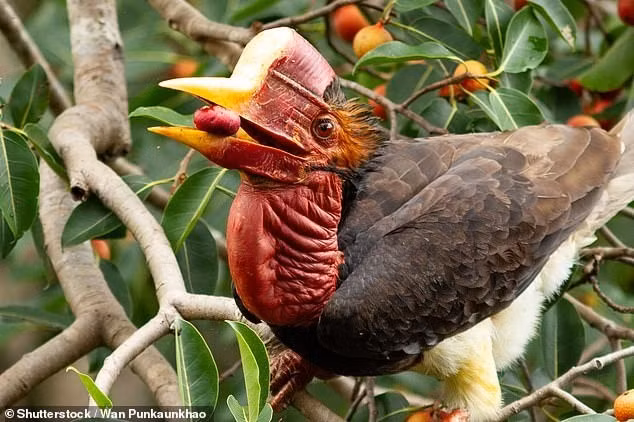 Những loài chim này cần có các chương trình phục hồi đặc biệt, bao gồm dự án nhân giống và phục hồi môi trường sống. Ảnh: Shutterstock/Wan Punkaunkhao.
