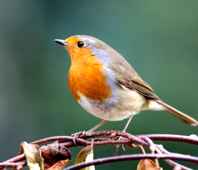 Nghiên cứu của các chuyên gia cho thấy những loài chim có thân hình lớn dễ bị săn bắn và bị ảnh hưởng bởi biến đổi khí hậu hơn. Trong khi đó, những loài chim có cánh rộng lại dễ bị mất môi trường sống hơn. Ảnh: green-feathers.co.uk.