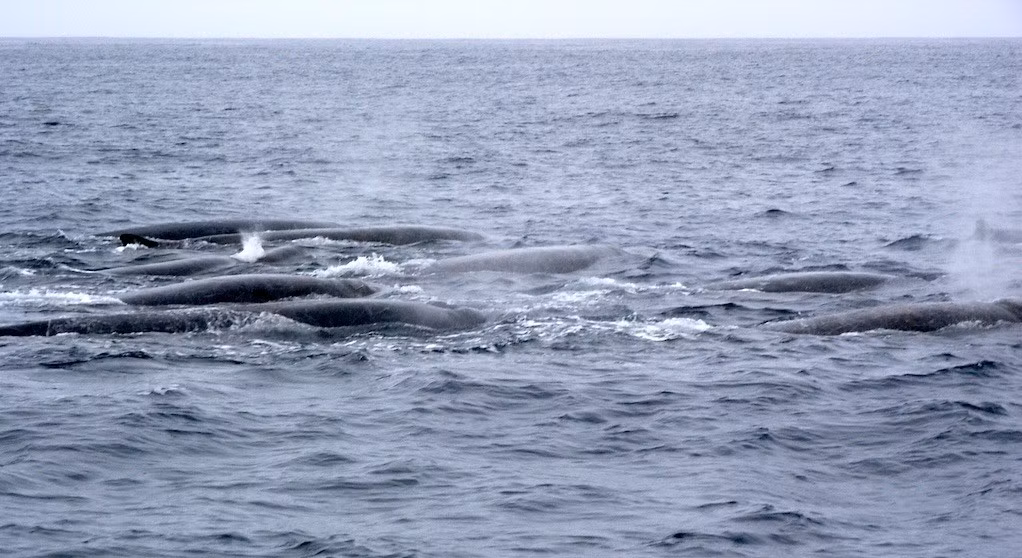 Ban đầu, mã này được cho là của cá voi mõm dài Perrin - loài chưa từng được ghi nhận trong tự nhiên. Trong suốt 3 năm liên tiếp, nhóm chuyên gia quay lại cùng một tọa độ, lúc bằng thuyền buồm, khi thì thuê thuyền đánh cá của Mexico nhưng đều thất bại. Ảnh: Wendy St. John/iNaturalist (CC BY-SA 4.0).