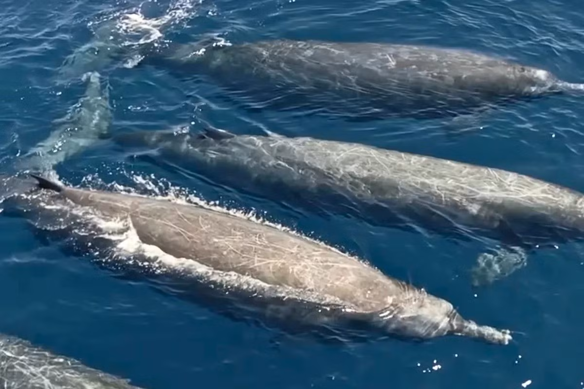 Đầu mũi tên cắt ra một mẩu da nhỏ bằng đầu tẩy bút chì. Nhờ mẩu da này, các nhà khoa học chứng minh rằng họ đã nhìn thấy một loài chưa từng được quan sát trong tự nhiên trước đây là cá voi mõm dài răng rẻ quạt. Ảnh: discoverwildlife.