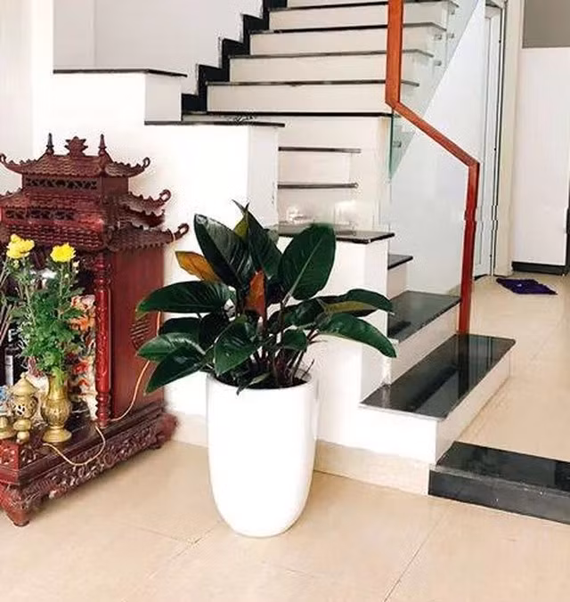  Sức sống mãnh liệt – tượng trưng cho thịnh vượng Trầu bà là loài cây leo phát triển nhanh, xanh tốt quanh năm. Trong phong thủy, cây mang hành Mộc, đại diện cho sự sinh sôi, bền bỉ và khả năng hóa giải năng lượng tiêu cực.