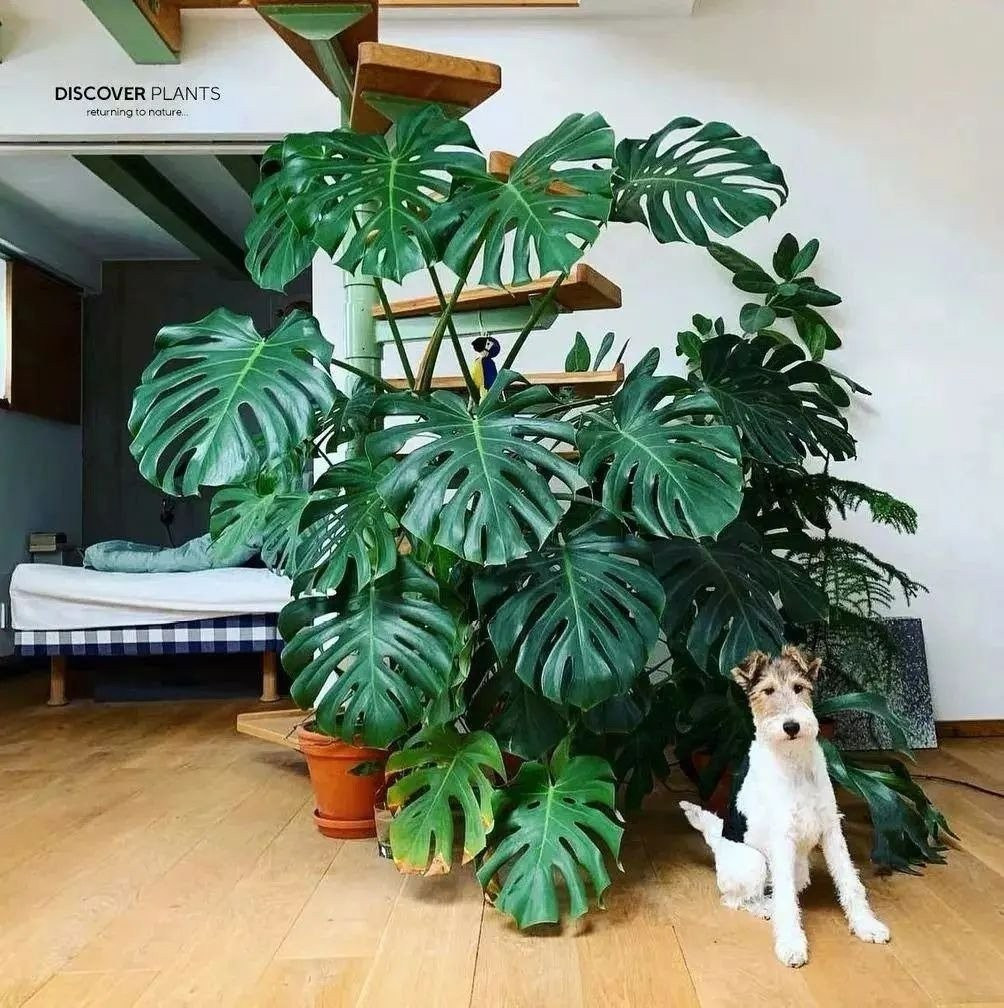 View - Nhà giàu mê mẩn 4 cây cảnh may mắn, thanh lọc không khí | Báo Tri thức và Cuộc sống - TIN TỨC PHỔ BIẾN KIẾN THỨC 24H