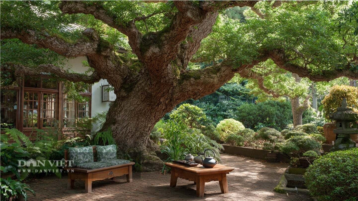 1. Cây hòe – Biểu tượng may mắn, phú quý trước cửa nhà: Từ xa xưa, cây hòe đã được người dân nông thôn yêu thích trồng trước sân hoặc lối ra vào. Người xưa tin rằng “trồng cây hòe trước cửa là điềm lành”, giúp thu hút may mắn, tài lộc và đem lại sự thịnh vượng cho gia đình.