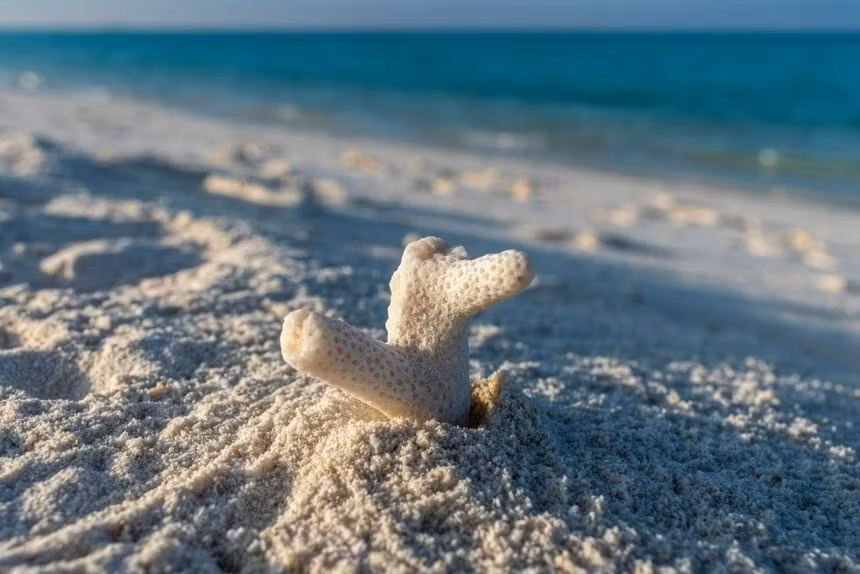 Cát ở Maldives có nguồn gốc từ san hô. Những hạt trắng tạo nên lớp cát mềm mịn như bột ở thiên đường nhiệt đới này là vật chất do cá vẹt ăn san hô để lại. Ảnh: Nikola Tasic.