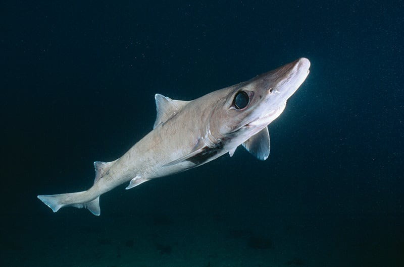 Trong thời gian qua, nhiều quốc gia trên thế giới đã triển khai các giải pháp nhằm phục hồi quy mô quần thể cá mập gulper. Trong số này, chúng được đưa vào Phụ lục II của CITES, giúp kiểm soát việc buôn bán xuyên biên giới quốc tế và tăng cường giám sát. Ảnh: Marinethemes.com.
