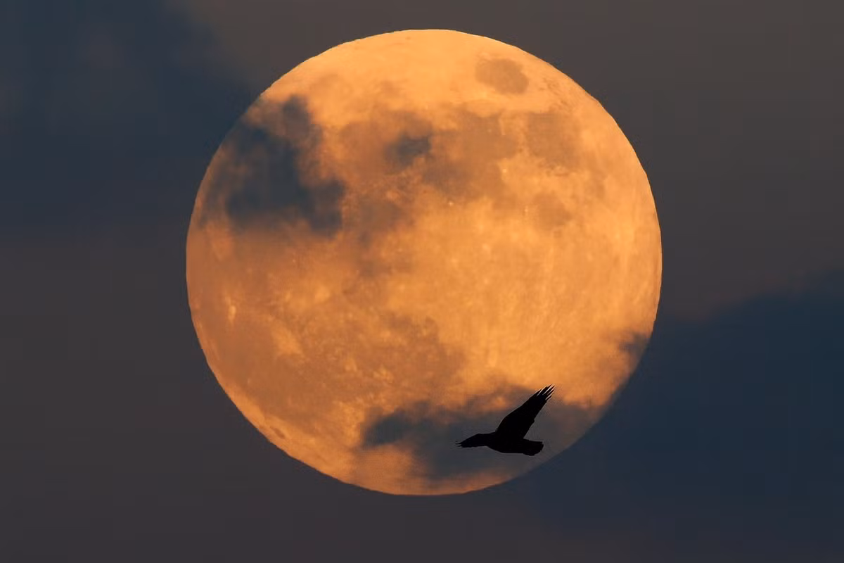 Sự kiện 3 siêu trăng xuất hiện liên tiếp tương tự sẽ lặp lại vào mùa Đông năm 2028 trong các ngày 12/1, 10/2 và 11/3. Ảnh: moonandgarden.com.