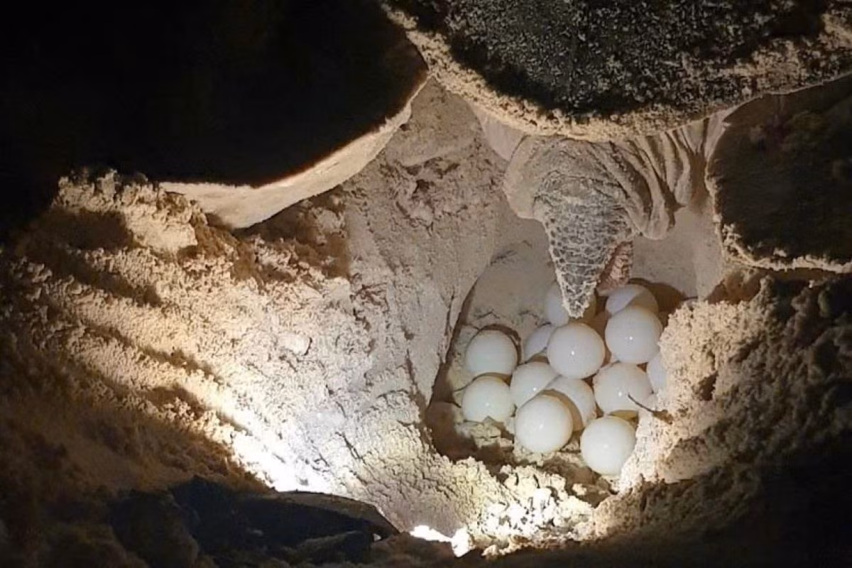 Theo Vườn Quốc gia Côn Đảo, dự kiến lượng rùa biển đến sinh sản ở Côn Đảo sẽ nhiều hơn trong năm 2025. Ảnh: Vườn quốc gia Côn Đảo.