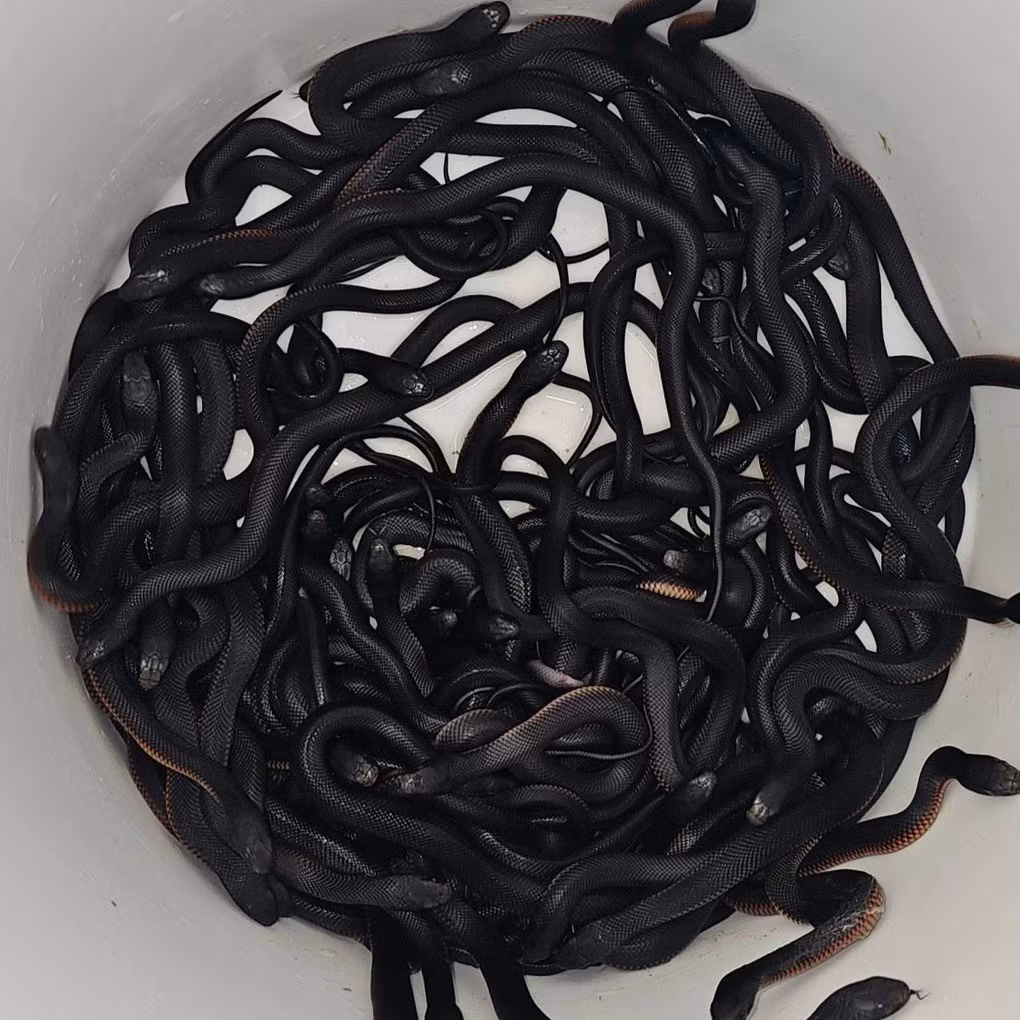 Loài rắn đen bụng đỏ có cơ thể đen bóng phía trên và phần lườn màu đỏ, bụng màu hồng nhạt. Ảnh: Reptile Relocation Sydney.