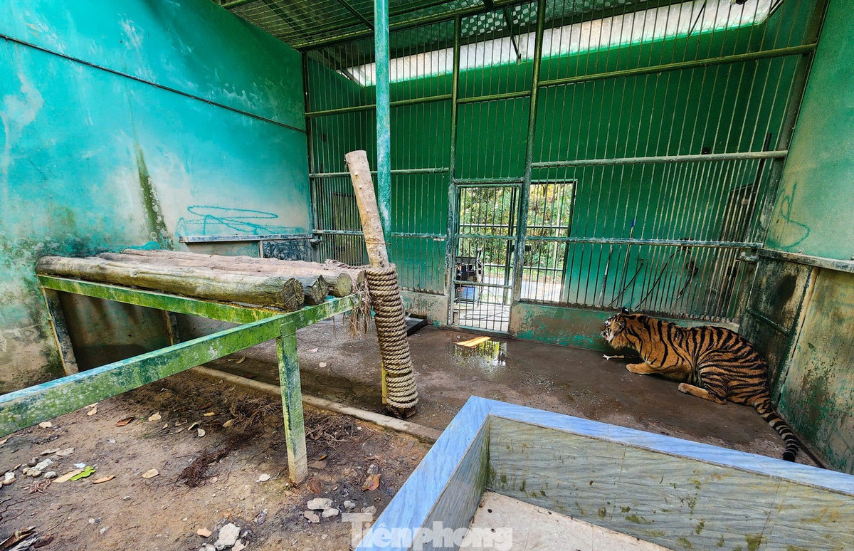 Hổ là loài động vật quý, hiếm, cấm săn bắt, buôn bán. Trong số các loài hổ phân bố ở Việt Nam, hổ Đông Dương được xem là một trong những loài hổ quý hiếm nhất thế giới. Chúng được xếp vào Sách đỏ Việt Nam cũng như thế giới, hạng mục có nguy cơ tuyệt chủng cao. Ảnh: Tiền phong.