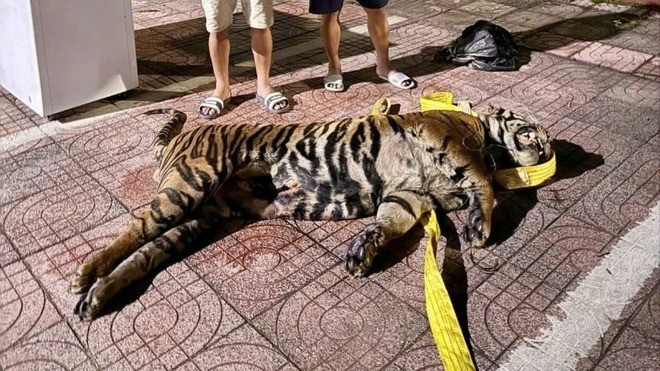 Vào ngày 13/8, Cơ quan Cảnh sát điều tra Công an Hà Tĩnh thông tin đơn vị đã ra quyết định khởi tố vụ án hình sự, khởi tố bị can và lệnh tạm giam đối với Chu Văn Lâm (SN 1989), Ngô Sỹ Bắc (SN 1988, cùng trú xã Đức Châu) và Nguyễn Trọng Hùng (SN 1979, trú xã Nghi Lộc, Nghệ An) về tội “Vi phạm quy định về bảo vệ động vật nguy cấp, quý, hiếm” theo khoản 2, Điều 244 Bộ luật Hình sự. Ảnh: CACC.