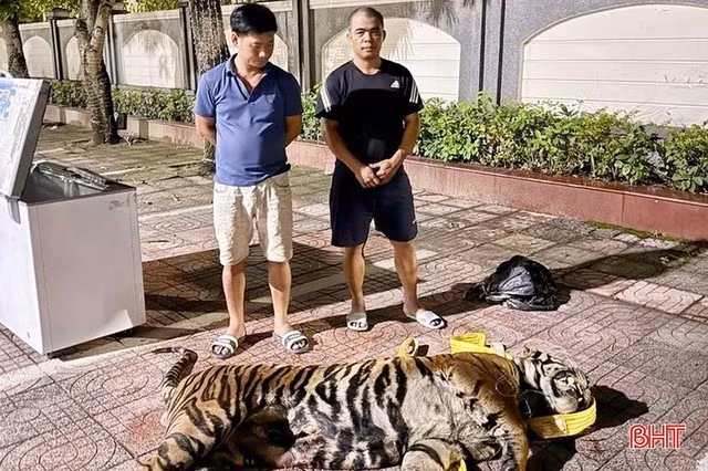 Lực lượng chức năng đã phát hiện trong khoang tự chế trên nóc xe cất giấu 1 cá thể hổ nguyên con nặng khoảng 200 kg và 1 bộ xương hổ. Theo kết quả điều tra, Chu Văn Lâm, Ngô Sỹ Bắc và Nguyễn Trọng Hùng đã chế khoang rồi giấu cá thể hổ và xác hổ bên trong để vận chuyển từ Lào về Việt Nam. Ảnh: Báo Hà Tĩnh.