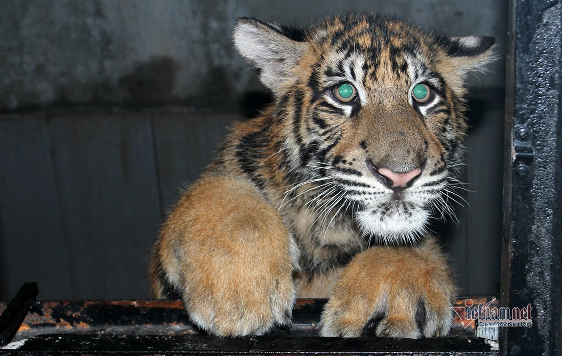 Theo Danh lục Đỏ Việt Nam và Sách Đỏ Việt Nam phiên bản 2024 do Viện Sinh thái và Tài nguyên sinh vật chủ trì thực hiện và công bố, 26 năm trước tại Vườn Quốc gia Pù Mát (tỉnh Nghệ An), các nhà bảo tồn đã chụp được một bức ảnh hiếm hoi và quý giá về loài hổ ngoài tự nhiên. Ảnh: Vietnamnet.