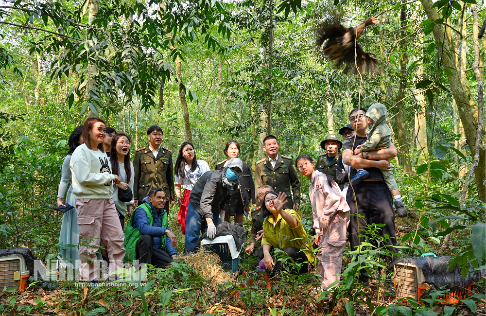 Trong thời gian qua, cơ quan chức năng đã và đang triển khai các dự án nhằm bảo vệ, phát triển các loài gà quý hiếm, trong đó có gà lôi trắng. Đồng thời, chính quyền địa phương tuyên truyền, vận động người dân nâng cao trách nhiệm bảo vệ tài nguyên thiên nhiên, bảo tồn đa dạng sinh học, các loài động vật hoang dã. Ảnh: Báo Ninh Bình.