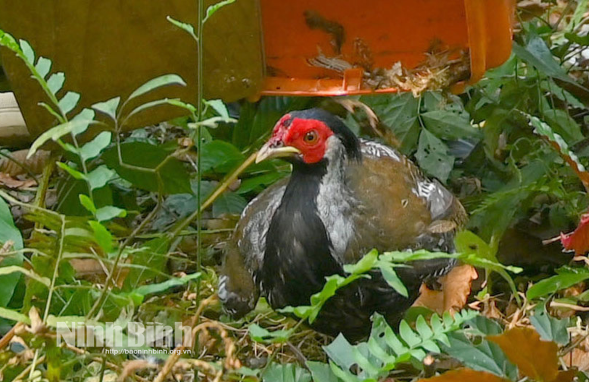 Những ngày gần đây, dư luận dành nhiều sự quan tâm đến câu chuyện về trường hợp Thái Khắc Thành (SN 1980), trú tại xã Đô Lương, tỉnh Nghệ An lĩnh án 6 năm tù vì mua bán gà lôi trắng. Ảnh: Báo Ninh Bình.