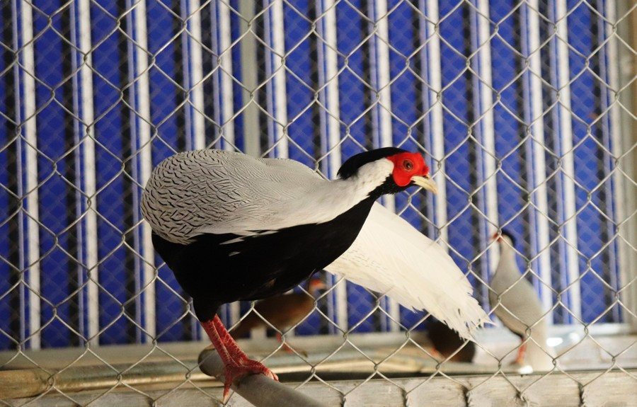 Mùa sinh sản của gà lôi trắng thường diễn ra vào mùa Xuân và mùa Hè. Gà mái thường đẻ từ 4 - 8 trứng trong tổ được làm từ cành cây và lá khô. Ảnh: Khu bảo tồn thiên nhiên Pù Hu.