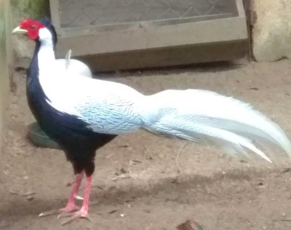 View - Gà lôi trắng quý hiếm được bảo vệ ra sao? | Báo Tri thức và Cuộc sống - TIN TỨC PHỔ BIẾN KIẾN THỨC 24H