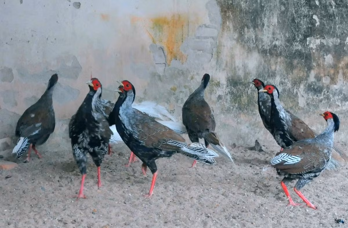 Cá thể gà lôi trắng trống có da mặt và chân màu đỏ tươi. Trong khi đó, cá thể mái sở hữu bộ lông màu nâu hoặc xám, có nhiều vằn đen, kích thước nhỏ hơn chim trống. Ảnh: Vườn quốc gia Cúc Phương.