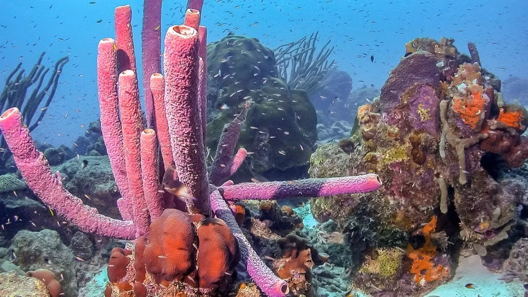 Trước đó, năm 2009, nhóm nghiên cứu đã từng phát hiện sterane C30 - loại có 30 nguyên tử carbon - được cho là đặc trưng của một số loài bọt biển (demosponges). Thế nhưng, phát hiện này từng gây tranh cãi bởi vì một số ý kiến cho rằng hợp chất có thể hình thành do quá trình địa hóa. Ảnh: johnandersonphoto/iStock/Getty Images Plus.