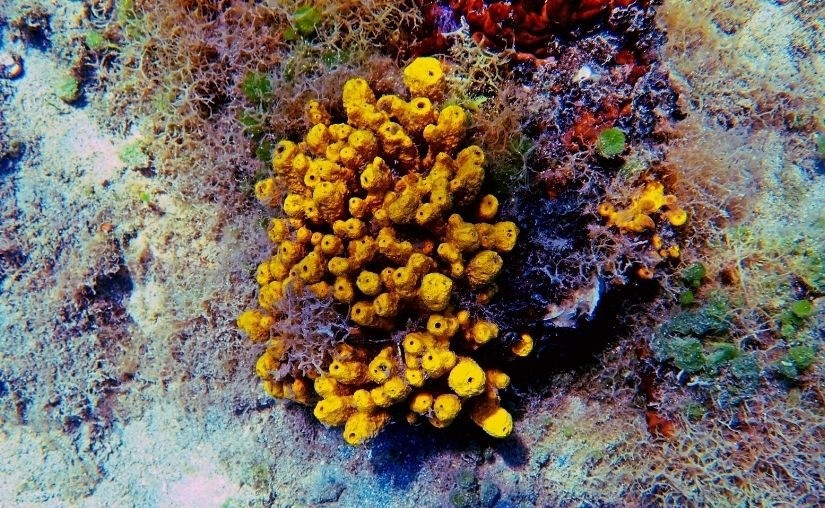 Các chuyên gia nhận định phát hiện trên củng cố thêm bằng chứng về thời gian xuất hiện của động vật có thể được đẩy lùi sâu hơn trước thời điểm "bùng nổ Cambri", cũng là giai đoạn sự sống đa bào phát triển mạnh khoảng 541 triệu năm trước. Ảnh: myreef.aquariumdepot.com.