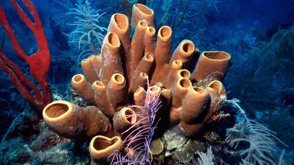 Cụ thể, các chuyên gia tại MIT đã tìm thấy bằng chứng hóa học thuyết phục cho thấy động vật đầu tiên trên Trái đất có thể là tổ tiên của bọt biển ngày nay. Ảnh: Deposit Photos.