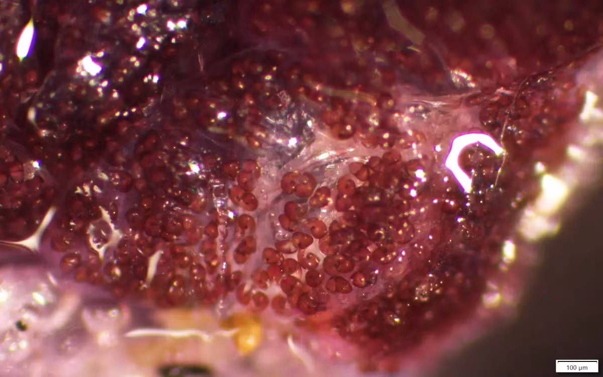 Loài ốc Janthina quý hiếm thường sống ở các vùng biển nhiệt đới và cận nhiệt đới. Tuy nhiên, chúng đôi khi xuất hiện dọc theo bờ biển nam California, đặc biệt khi các dòng nước ấm di chuyển gần vào bờ. Ảnh: Anya Stajner.