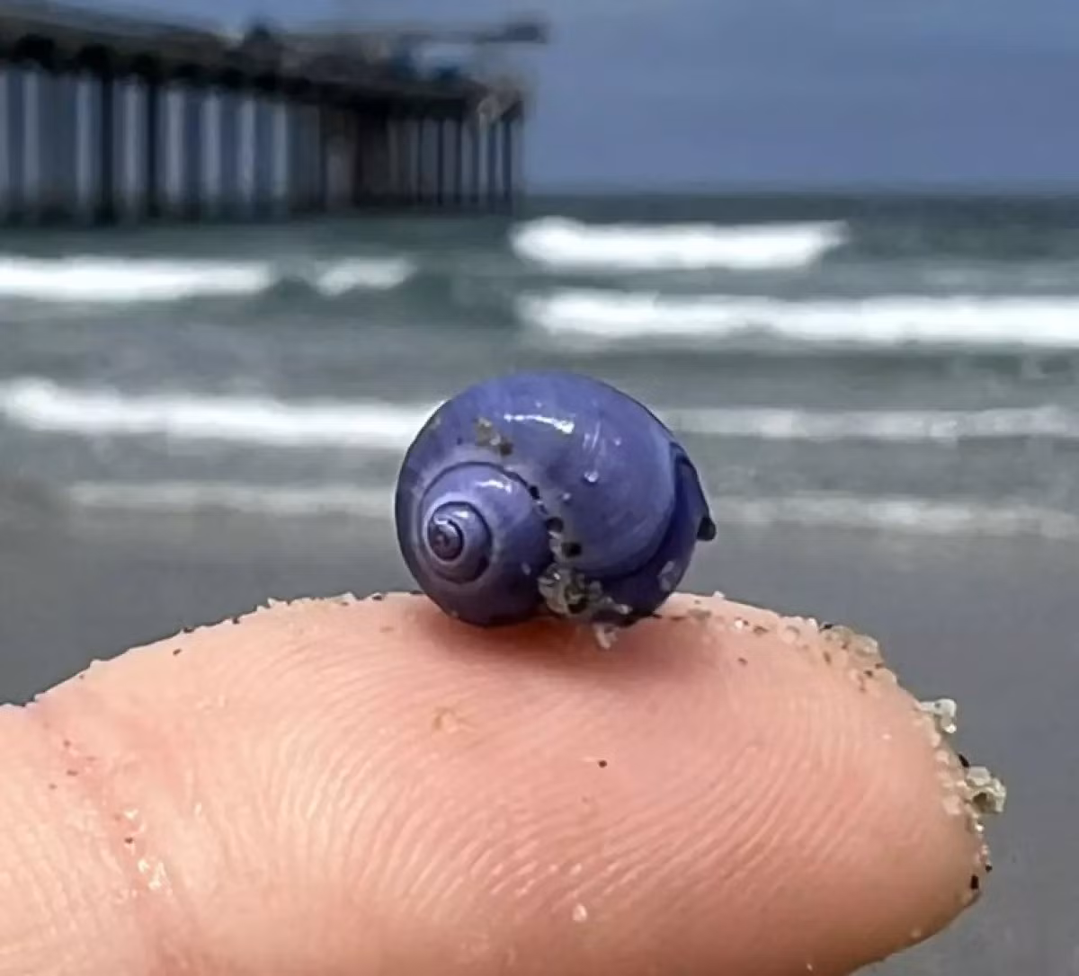 Nhà hải dương học Anya Stajner gần đây có chuyến đi bộ ngắm hoàng hôn dọc bãi biển La Jolla Shores, San Diego, Mỹ thì bất ngờ nhìn thấy vỏ ốc nhỏ có màu tím lấp lánh nằm rải rác trên cát, trông như những viên đá quý. Ảnh: Anya Stajner.