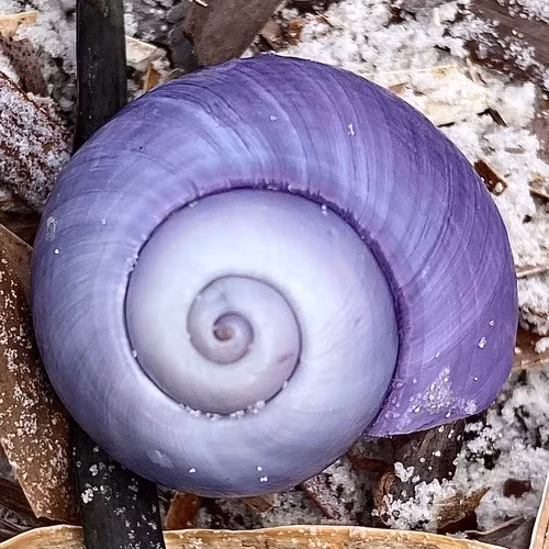 Theo thông tin trong bộ sưu tập động vật không xương sống của Viện Scripps, ốc Janthina có thể ăn sứa buồm velella - loài sinh vật biển trôi nổi trôi dạt vào bờ biển San Diego trong các mùa Đông và mùa Xuân. Ảnh: pimelea – some rights reserved (CC BY).